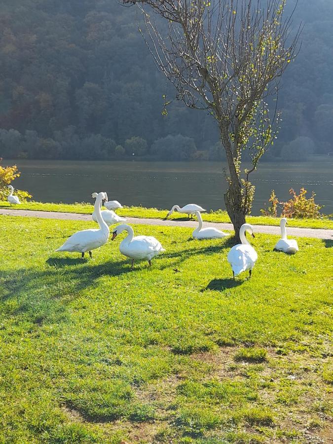Ferienwohnungen Am Moselbeach Mehring  Esterno foto